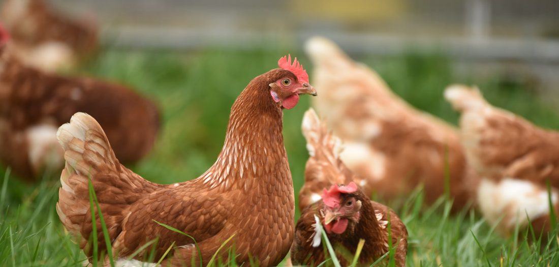Care and illnesss tips for chickens